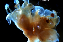 Cuscuta gronovii var. gronovii - inflorescence fragment