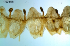 Cuscuta gronovii var. gronovii - corolla, dissected