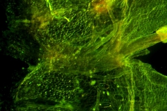 Cuscuta gronovii var. gronovii - infrastaminal scales