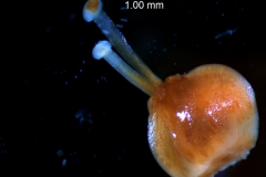 Cuscuta gronovii var. gronovii - capsule