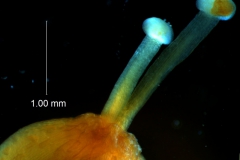 Cuscuta gronovii var. gronovii - capsule