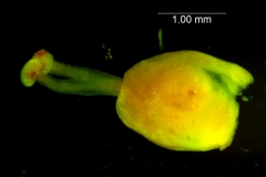 Cuscuta gronovii var. gronovii - gynoecium