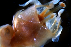 Cuscuta gronovii var. gronovii - flower