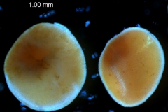 Cuscuta gronovii var. gronovii - seeds