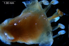 Cuscuta gronovii var. gronovii - flower