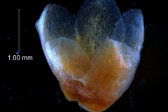 Cuscuta gronovii var. gronovii - calyx, 3D