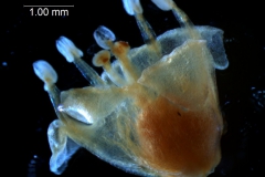 Cuscuta gronovii var. gronovii - flower