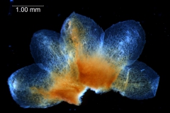 Cuscuta gronovii var. gronovii - dissected