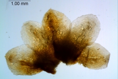 Cuscuta gronovii var. gronovii - dissected