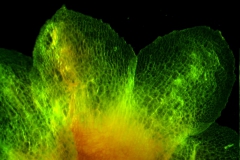 Cuscuta gronovii var. gronovii - calyx lobes detail