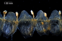 Cuscuta gronovii var. gronovii - corolla, dissected