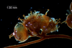 Cuscuta gronovii var. latiflora - infrutescence