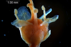 Cuscuta gronovii var. latiflora  - flower