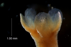 Cuscuta gronovii var. latiflora - calyx, 3D