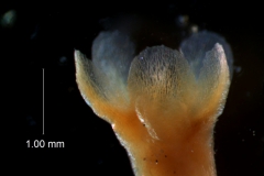 Cuscuta gronovii var. latiflora - calyx, 3D
