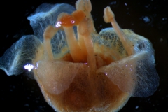 Cuscuta gronovii var. latiflora - calyx, removed - 3D