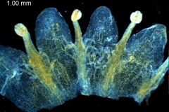 Cuscuta gronovii var. latiflora - corolla, dissected