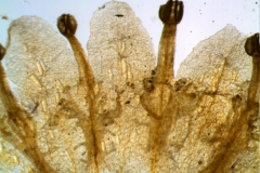 Cuscuta gronovii var. latiflora - corolla, dissected