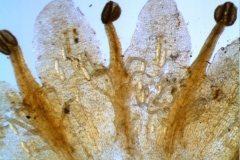 Cuscuta gronovii var. latiflora - infrastaminal scales
