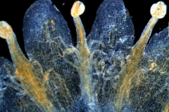 Cuscuta gronovii var. latiflora - infrastaminal scales