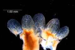 Cuscuta gronovii var. latiflora - calyx, dissected