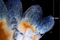 Cuscuta gronovii var. latiflora - calyx, dissected