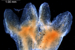 Cuscuta gronovii var. latiflora - calyx, dissected