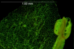 Cuscuta gronovii var. latiflora - corolla lobe & stamen detail