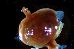 Cuscuta gronovii var. latiflora - capsule