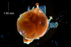 Cuscuta gronovii var. latiflora - gynoecium variation