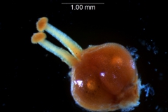Cuscuta gronovii var. latiflora - gynoecium variation