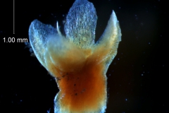 Cuscuta gronovii var. latiflora - calyx, 3D