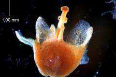 Cuscuta gronovii var. latiflora - calyx, removed - 3D