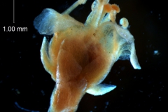 Cuscuta gronovii var. latiflora  - flower