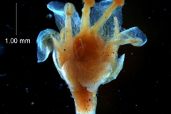 Cuscuta gronovii var. latiflora  - flower