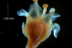 Cuscuta gronovii var. latiflora  - flower