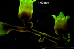 Cuscuta japonica var. formosana - fragment of inflorescence