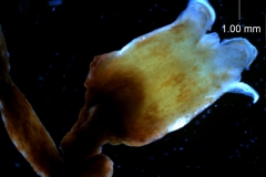 Cuscuta japonica var. formosana   - flower