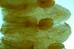 Cuscuta japonica var. formosana - corolla, dissected