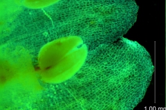 Cuscuta japonica var. formosana - corolla lobes & anther