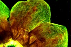 Cuscuta japonica var. formosana - calyx  lobes detail