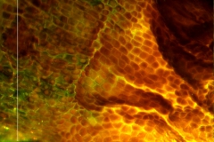 Cuscuta japonica var. formosana - surface of calyx base