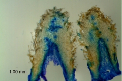 Cuscuta japonica var. formosana - infrastaminal scales