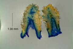 Cuscuta japonica var. formosana - infrastaminal scales