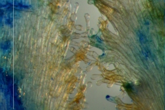 Cuscuta japonica var. formosana - infrastaminal scales detail