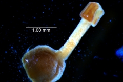 Cuscuta japonica var. formosana - gynoecium