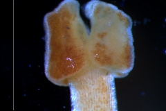 Cuscuta japonica var. formosana - stigma