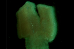 Cuscuta japonica var. formosana - stigma