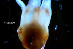 Cuscuta japonica var. formosana  - flower