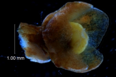 Cuscuta japonica var. formosana - calyx,  3D
